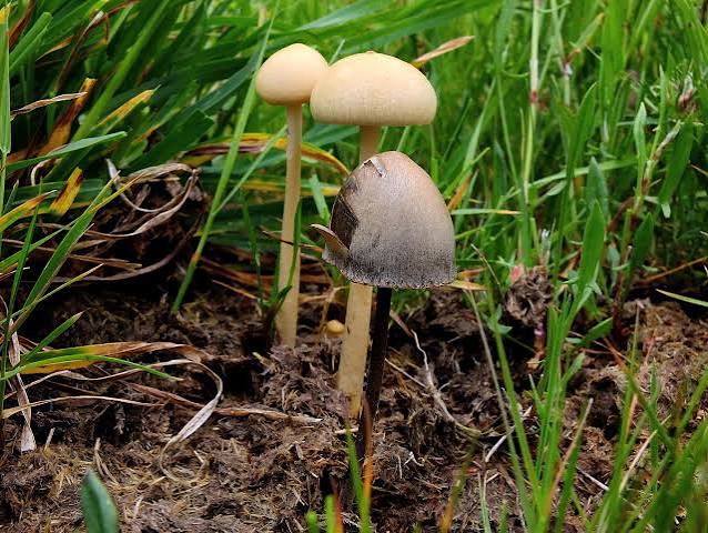Dry Mashroom