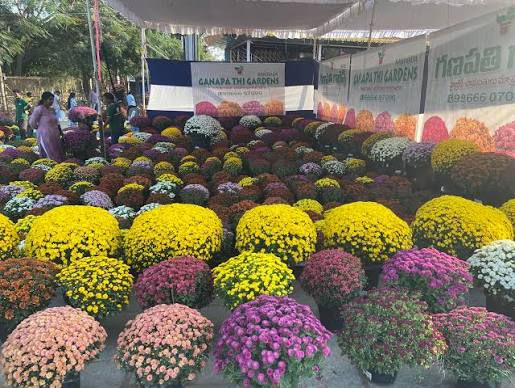 Nursery Plant
